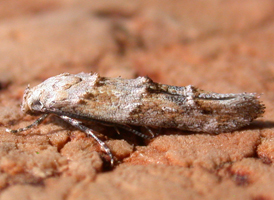 Stella Mompha 